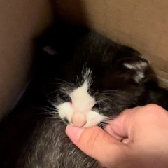 子猫　3ヶ月 ハチワレ