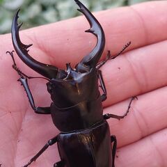 【人気離島クワガタ幼虫2種セット】アマミノコギリクワガタ ダイト...