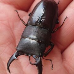 【人気離島クワガタ幼虫2種セット】アマミノコギリクワガタ ダイトウヒラタクワガタ 幼虫セット販売の画像