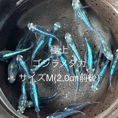 ※ゴジラめだか稚魚再出荷※※2024年8月生まれ★ランダム★稚魚...