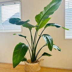 オーガスタ　ストリチア　観葉植物　大型