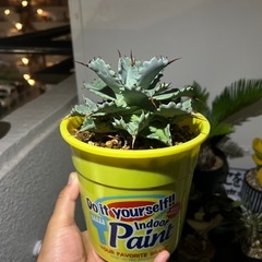 アガベ　イシスメンシス
