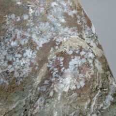 ★菊花紋石です、台座付き、★飾ってあった物です、画像参照、★お手数おかけi致します、お問い合わせ前にプロフィール必読ですの画像