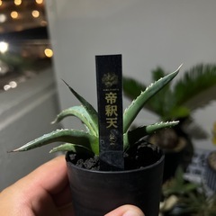 アガベ　パリー　帝釈天
