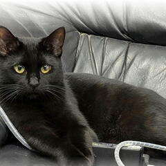 ビロードの様な毛並みの黒猫、クーちゃん