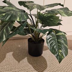 フェイクグリーンの画像