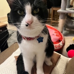 迷子猫を探しております - 東松山市