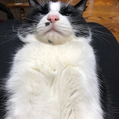 迷子猫を探しております - 手伝って/助けて