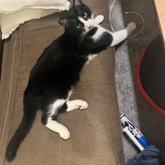 迷子猫を探しております − 埼玉県