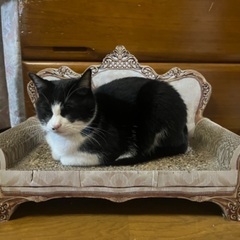 迷子猫を探しております - 助け合い