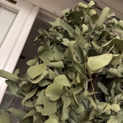 26日までで破棄、ユーカリ リースの画像