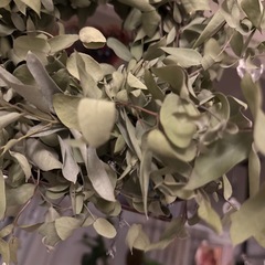 26日までで破棄、ユーカリ リースの画像