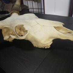 牛頭蓋骨本物美術教材オブジェ魔法使いの嫁 牛頭蓋骨本物美術教材オブジェ魔法使いの嫁 - メルカリ