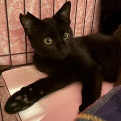 里親候補さん相談中です🐱去勢手術済み・右耳カットあり🐱5～6ヶ月...