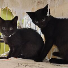 お見合い決定のため、一旦募集を停止します🐱生後4ヶ月の黒猫姉妹🐱