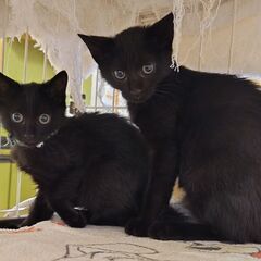 お見合い決定のため、一旦募集を停止します🐱生後4ヶ月の黒猫姉妹🐱 - 横浜市