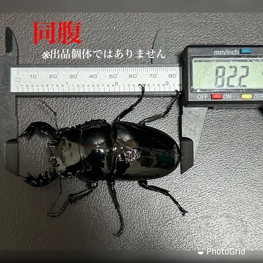 タランドゥスオオツヤクワガタ　雄　
