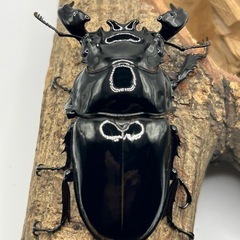 タランドゥスオオツヤクワガタ　雄　