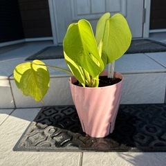 観葉植物　モンステラ　鉢植えの画像