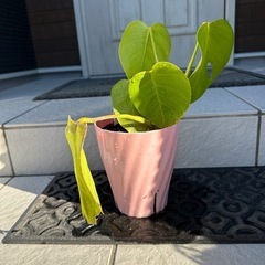観葉植物　モンステラ　鉢植えの画像