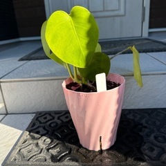 観葉植物　モンステラ　鉢植え