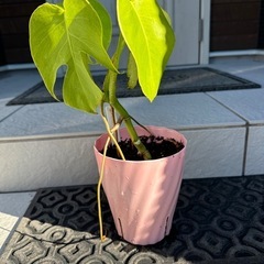 観葉植物　モンステラ　鉢植え