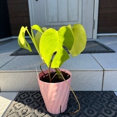 観葉植物　モンステラ　鉢植えの画像