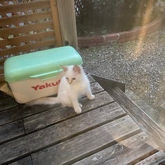 綺麗な白猫