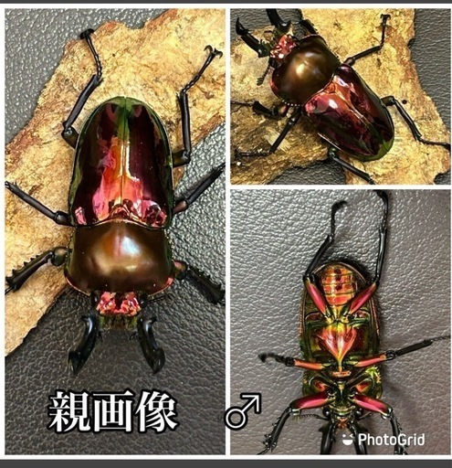 【PMR-R】レッドニジイロクワガタ幼虫5頭　希少
