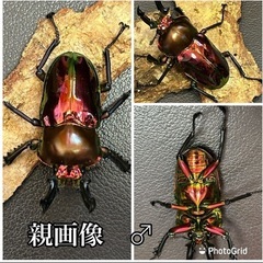 【PMR-R】レッドニジイロクワガタ幼虫5頭　希少　