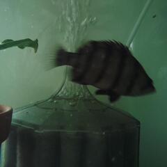 メニーバーダトニオ　淡水魚