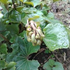 ツワブキの画像