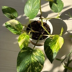 ハンギングおすすめ植物各種200円から。