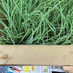 売り切れました　玉ねぎ　苗　ソニック　他　早生保存種可能品種