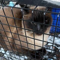 可愛い猫ちゃんです。里親募集