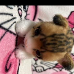 猫のぬいぐるみ二個セットの画像