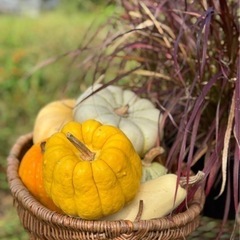 ハロウィン　かぼちゃ　カボチャ　コーン　宿根草　花苗　野菜苗