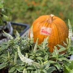 花苗　ビオラ　野菜苗　宿根草　多年草　はな　フラワー　春菊　水菜　ねぎ