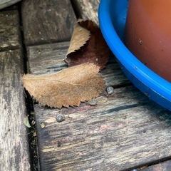 カタツムリの画像