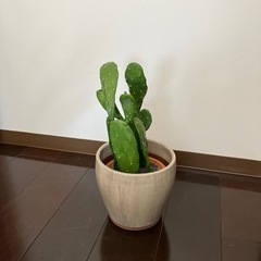 造花、観賞植物