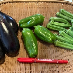 10/25無農薬朝どれ野菜セット