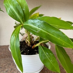 月桃　鉢植え　観葉植物