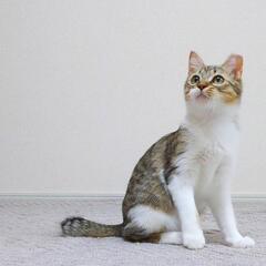 まだ１歳の美猫ちゃんです♡