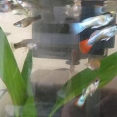 専用ミックスグッピーの画像