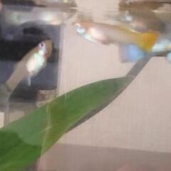 専用ミックスグッピーの画像