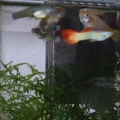 専用ミックスグッピーの画像