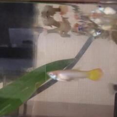 専用ミックスグッピーの画像