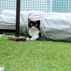 まだ１歳の美猫ちゃんです②