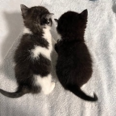 子猫の里親募集してます😭