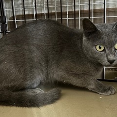 🌸🐈ロシアンブルー風猫さん🐈🌸譲渡
